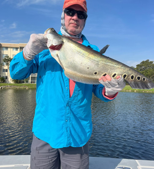 Fish Clown Knife Fish Delray Beach's Waters